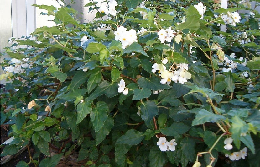 tipos de begonias