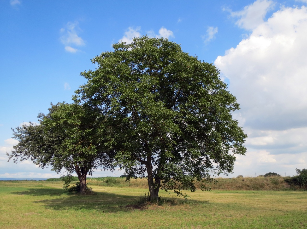 Vista del nogal, el árbol de las nueces