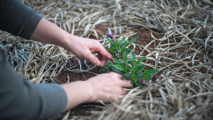Persona cuidando de una planta