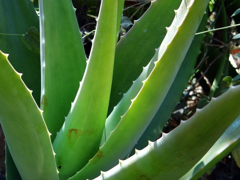 Planta de Aloe vera, un remedio natural para el picor y heridas