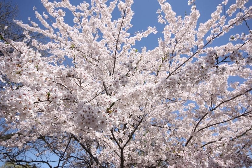 Cerezo japonés en flor, una maravilla de planta