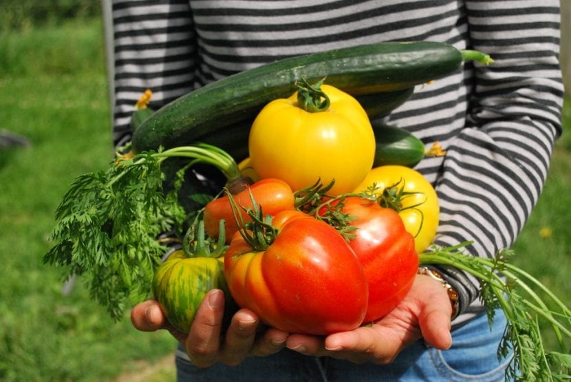 Las plantas nos dan frutos