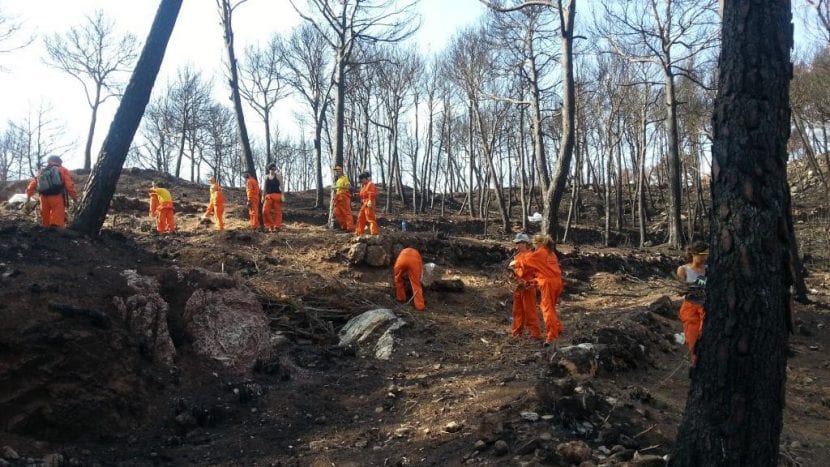 Voluntarios ayudando en las tareas de reforestación