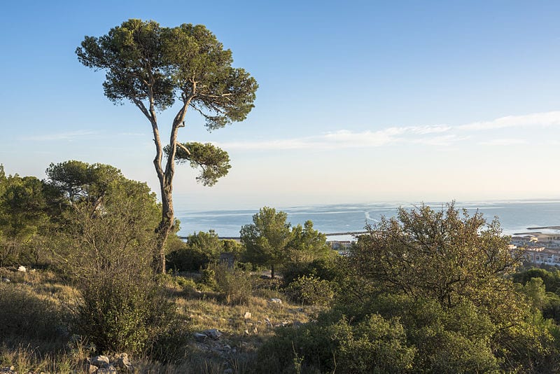 El pino es muy común en el bosque mediterráneo