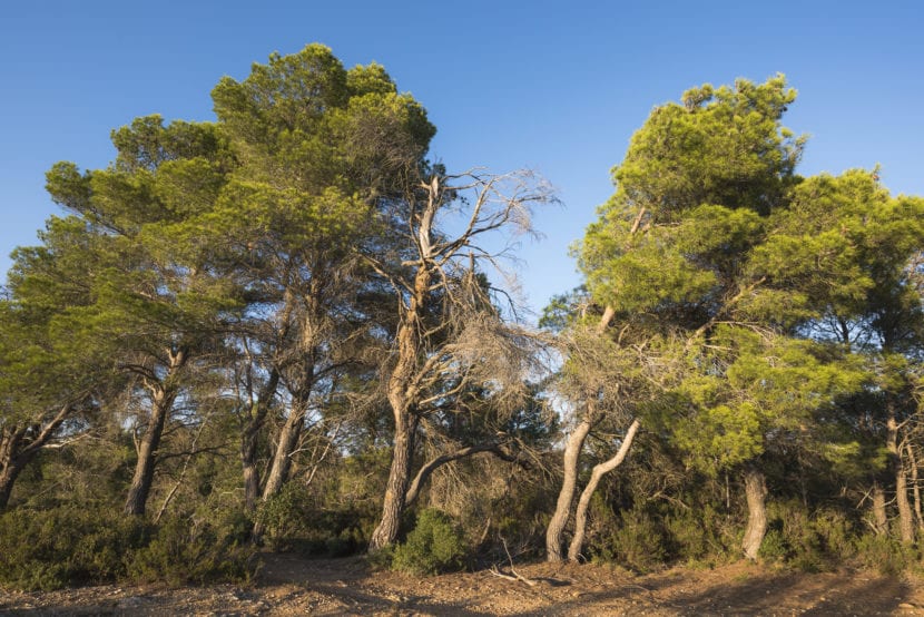 Vista de los Pinus halepensis