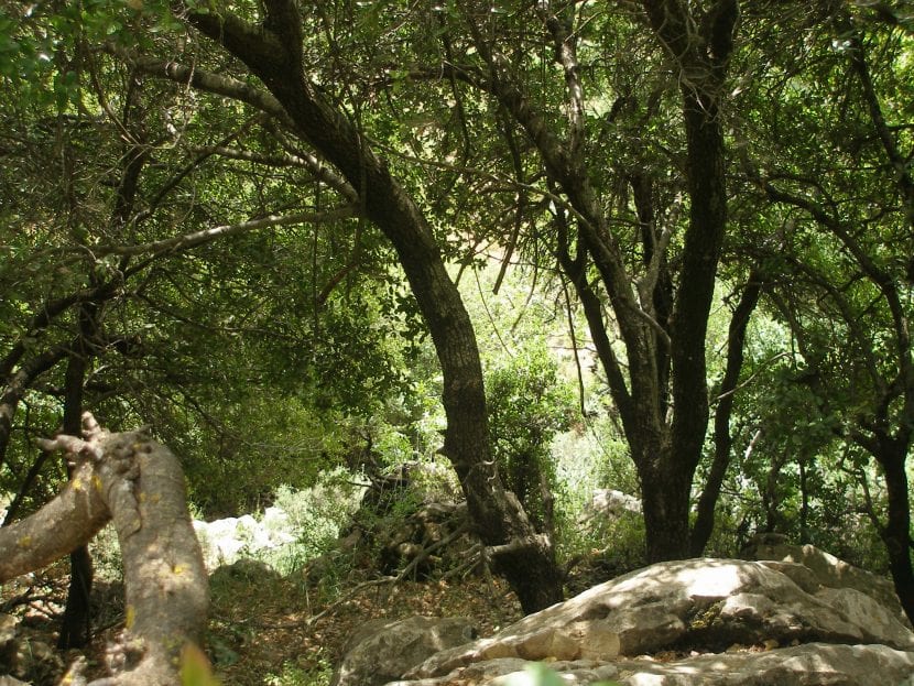 Las plantas del bosque mediterráneo son perennifolias normalmente