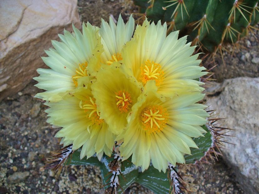 Flores del Astrophytum ornatum