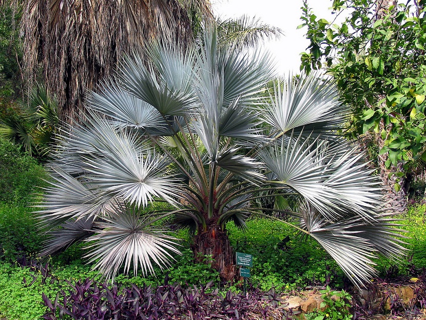 palmera con grandes hojas