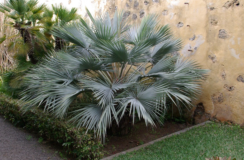 palmera de tamano pequeno en un jardin