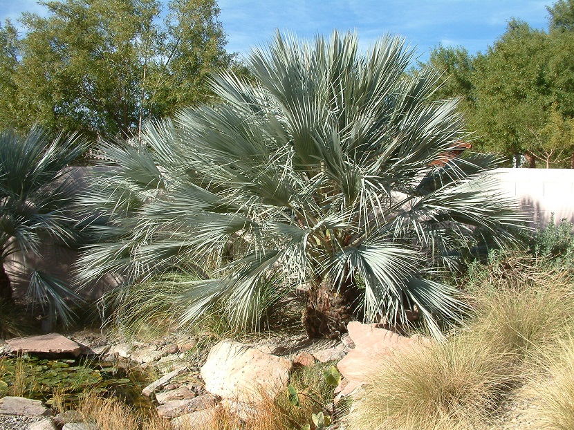 Brahea armata