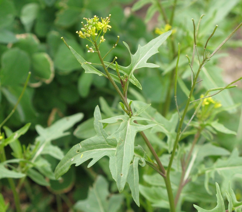 Brassica nigra
