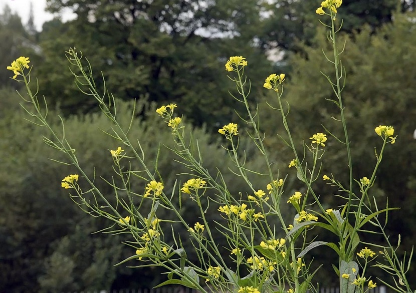 Características de la Brassica nigra