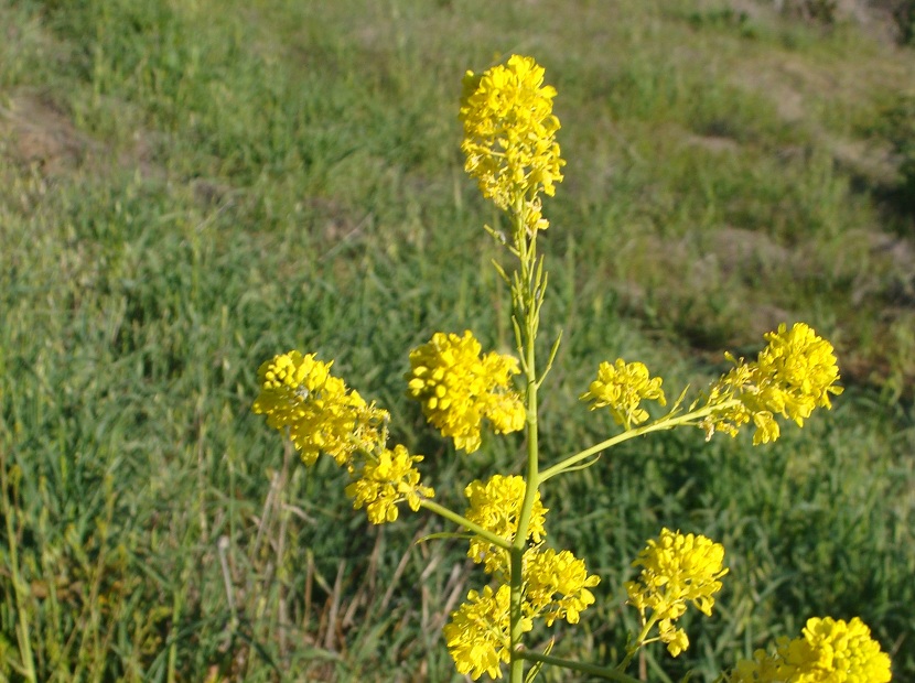 Desarrollo de la Brassica nigra