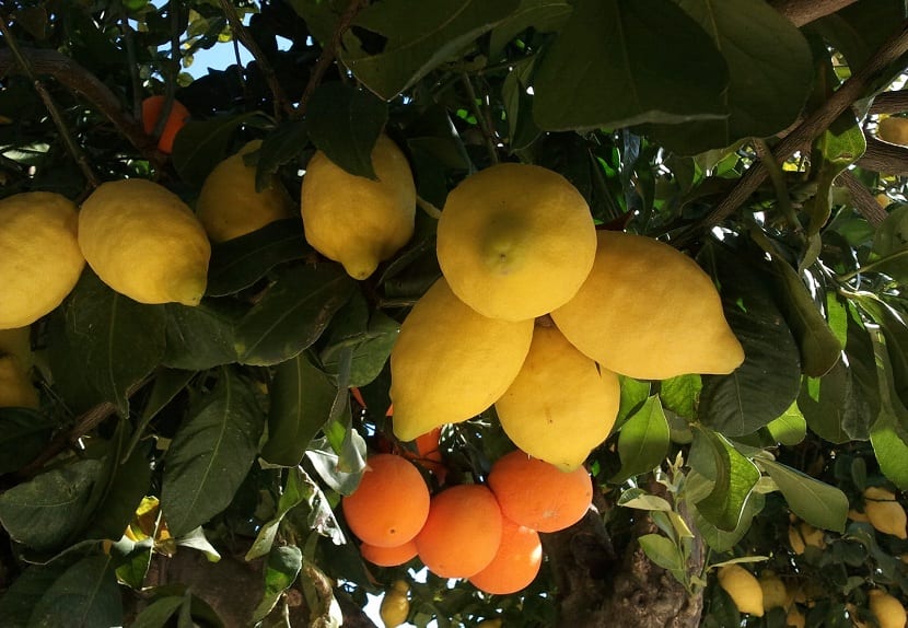 Injerto de limonero: patrón, época y escudete paso a paso