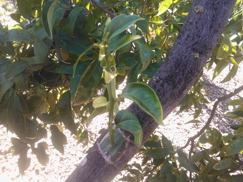 injerto en naranjo