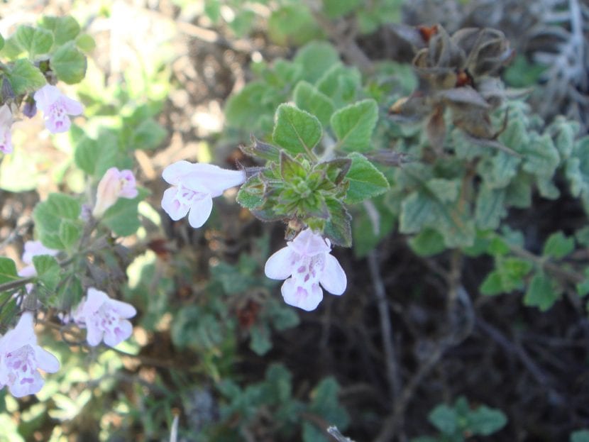 Calamintha sylvatica