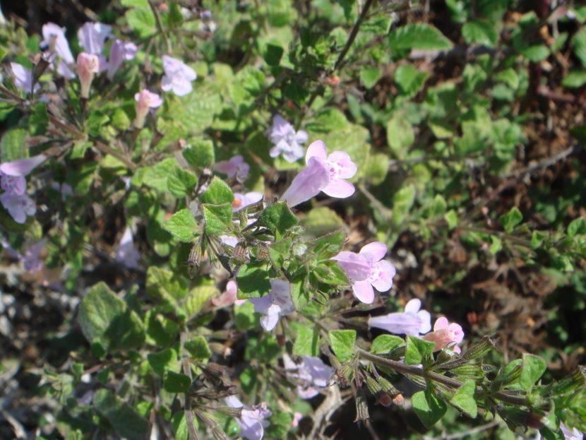 Calamintha sylvatica
