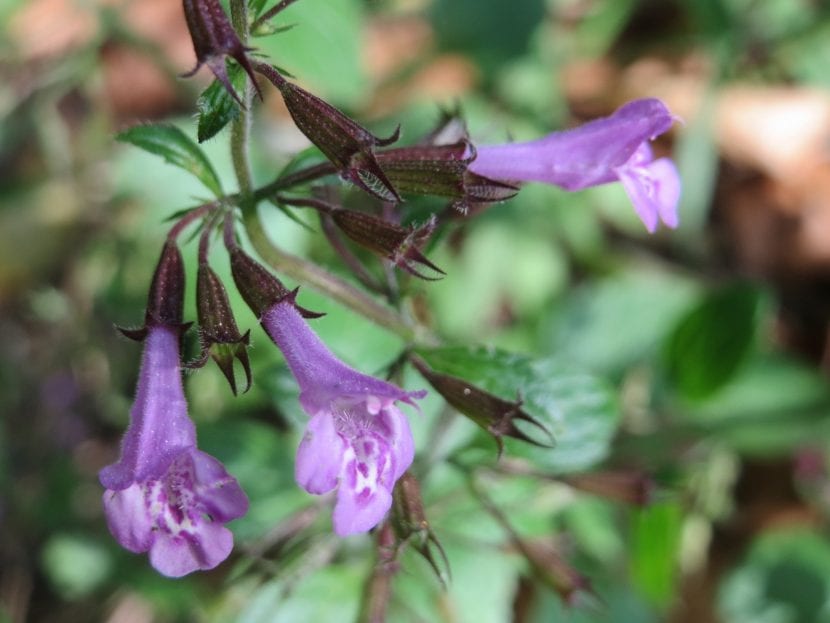 Calamintha sylvatica