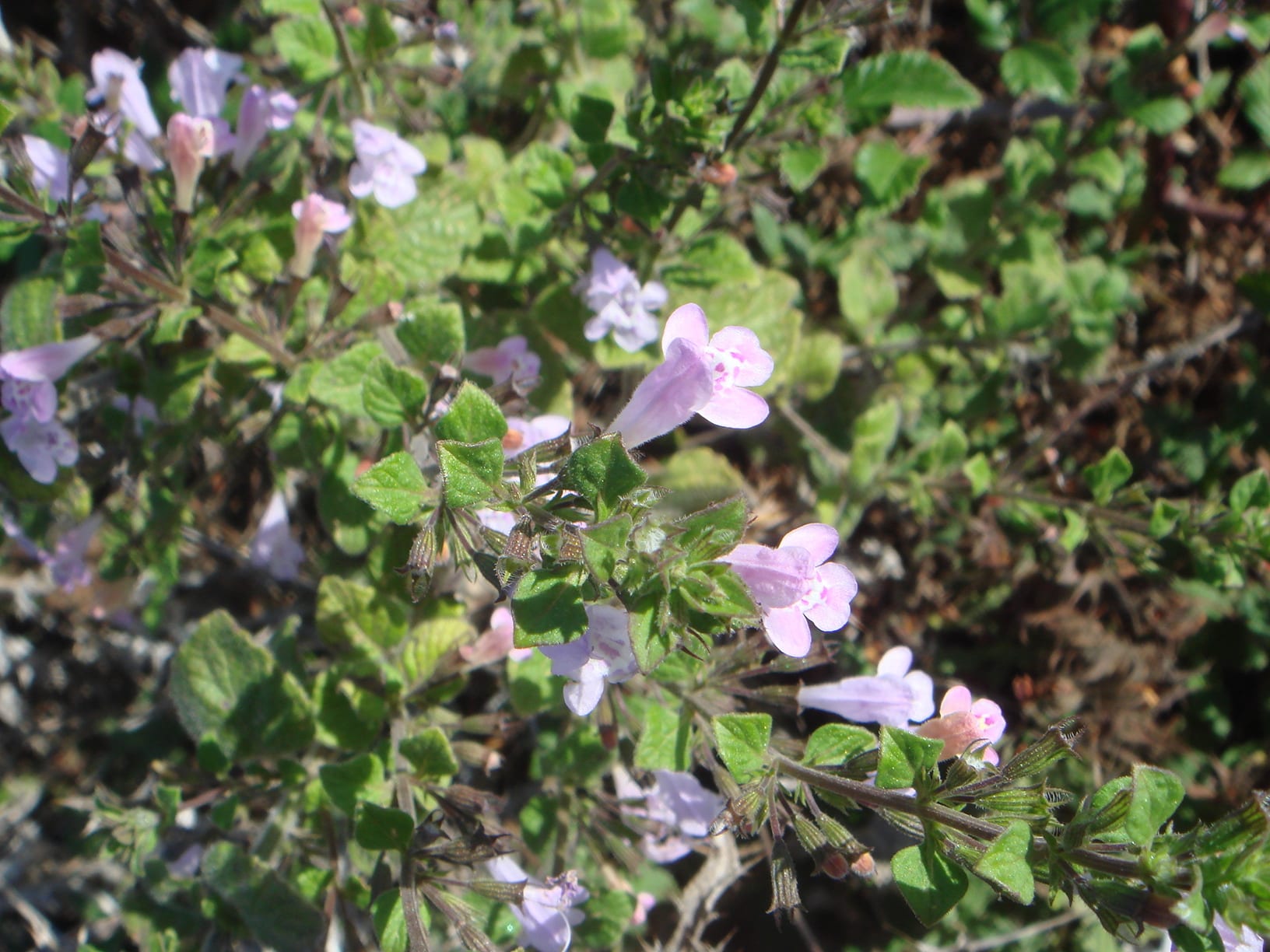 Calamintha sylvatica: cuidados, riego y poda del calamento