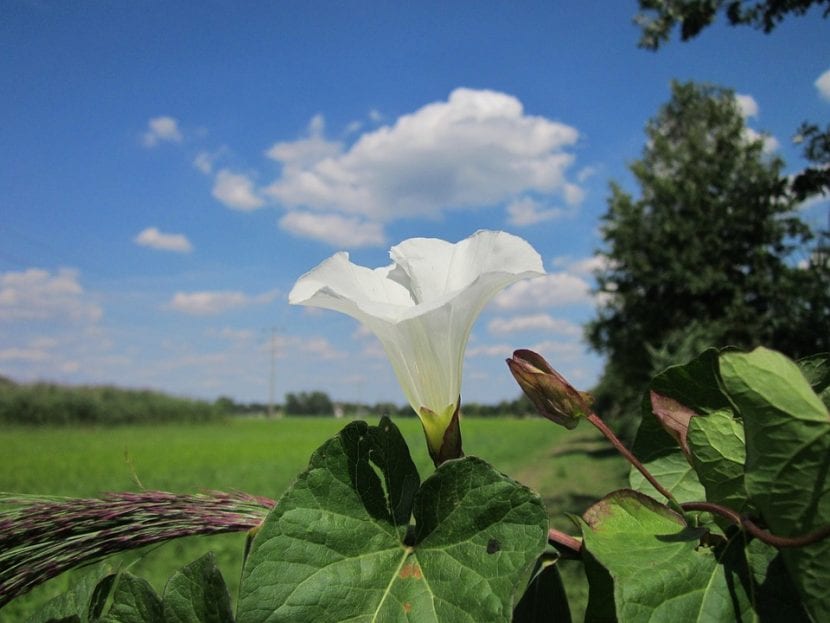 Calystegia sepium