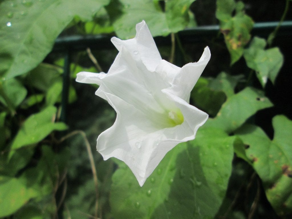 Flor de Calystegia sepium