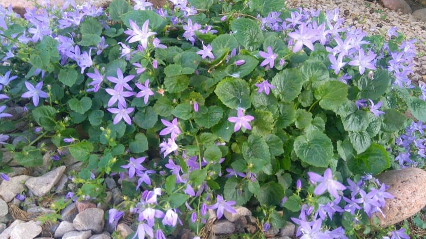 Caracerísticas de la Campanula portenschlagiana