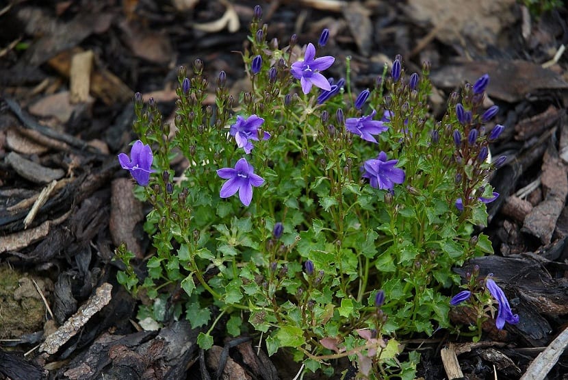 Crecimiento de la Campanula portenschlagiana