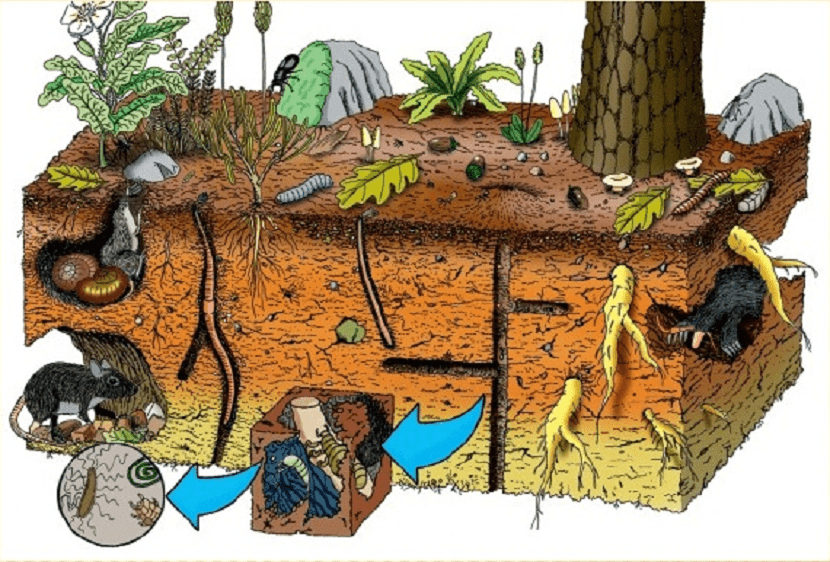 los organismos vivos alteran el suelo