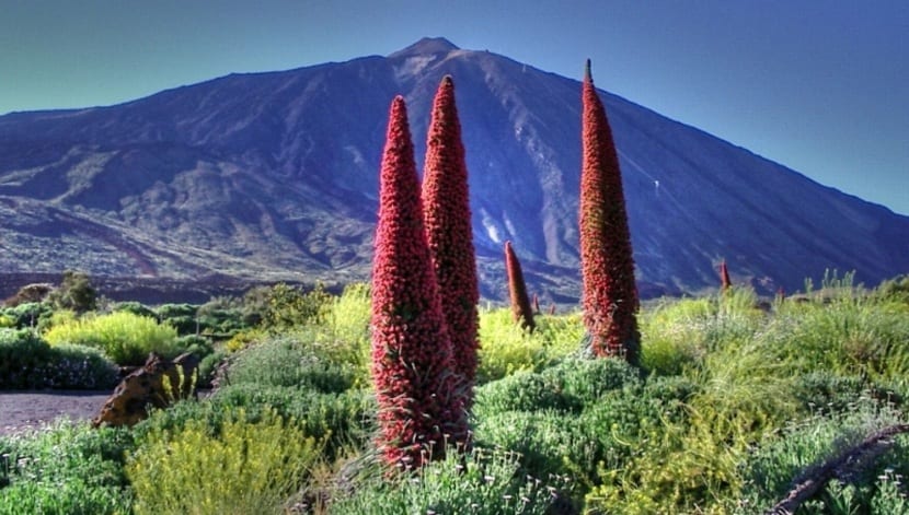 Poder ornamental del tajinaste rojo