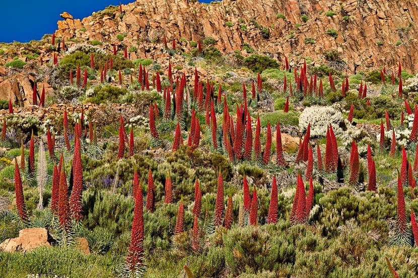 Echium wildpretii 