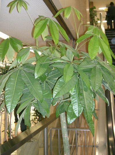 Planta de Pachira aquatica