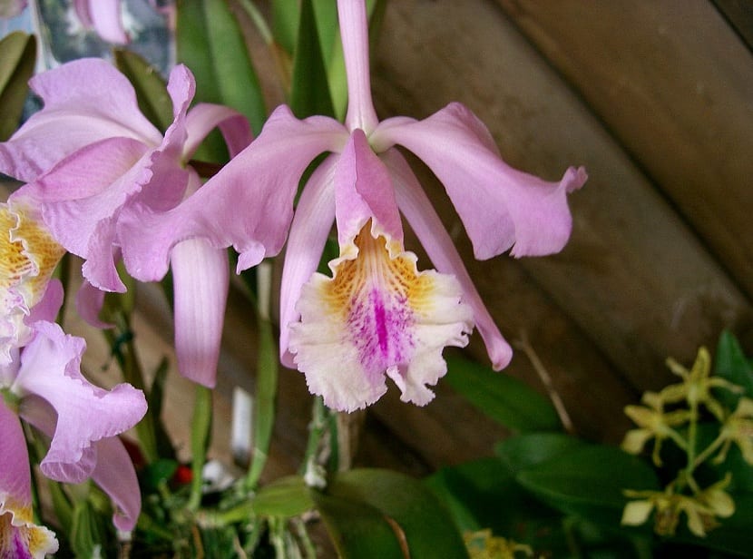 Cattleya en todo su esplendor