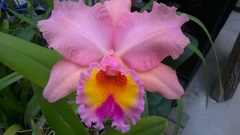 Luz necesaria para mantener bien a las orquídeas