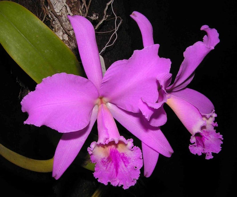 cattleya y su mantenimiento
