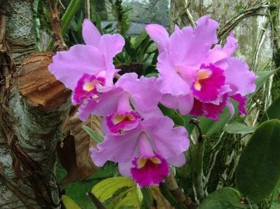 Riego de una Cattleya cultivada en maceta