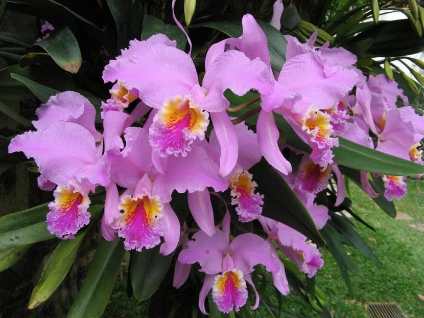 características de las orquídeas
