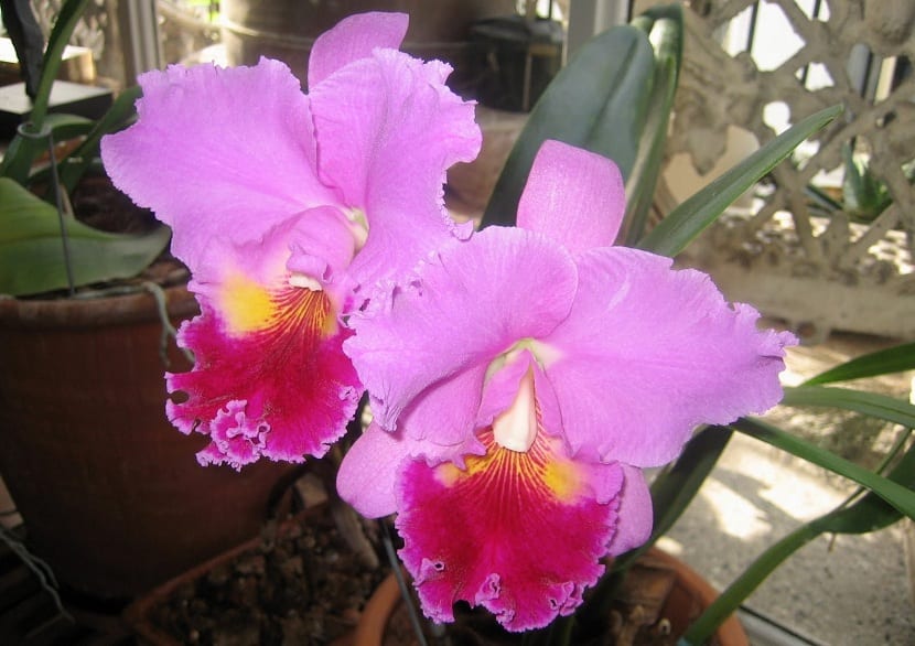 cattleya crecida