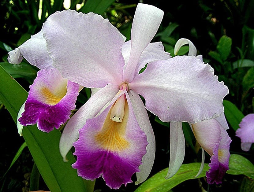 flores de las cattleya
