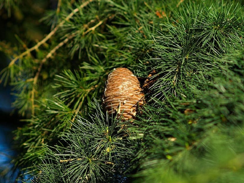Fruto y hojas del Cedrus deodara