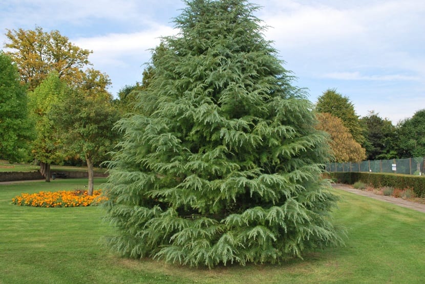 Variedad ornamental del cedro de Himalaya