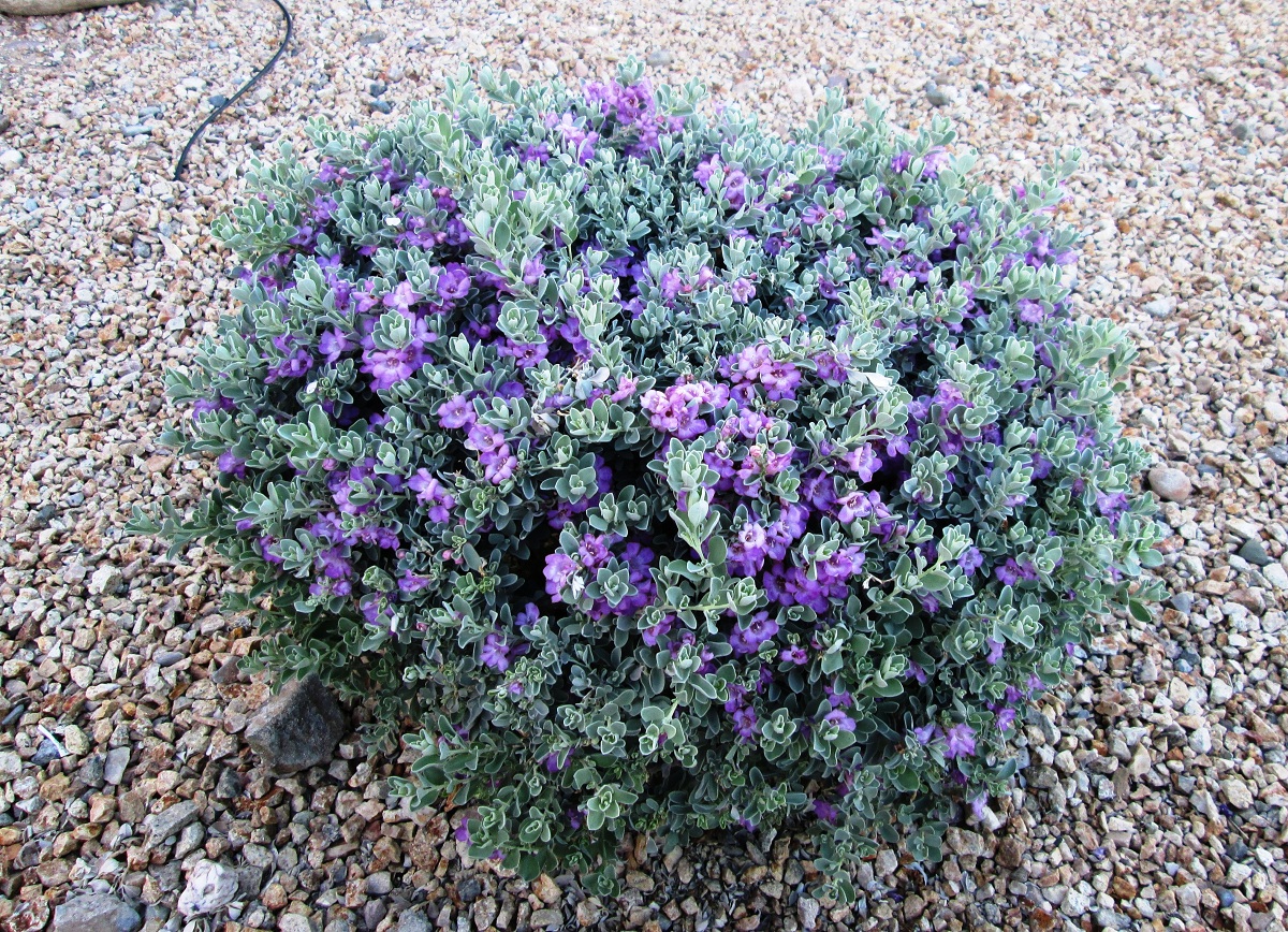 Decoración con Leucophyllum frutescens