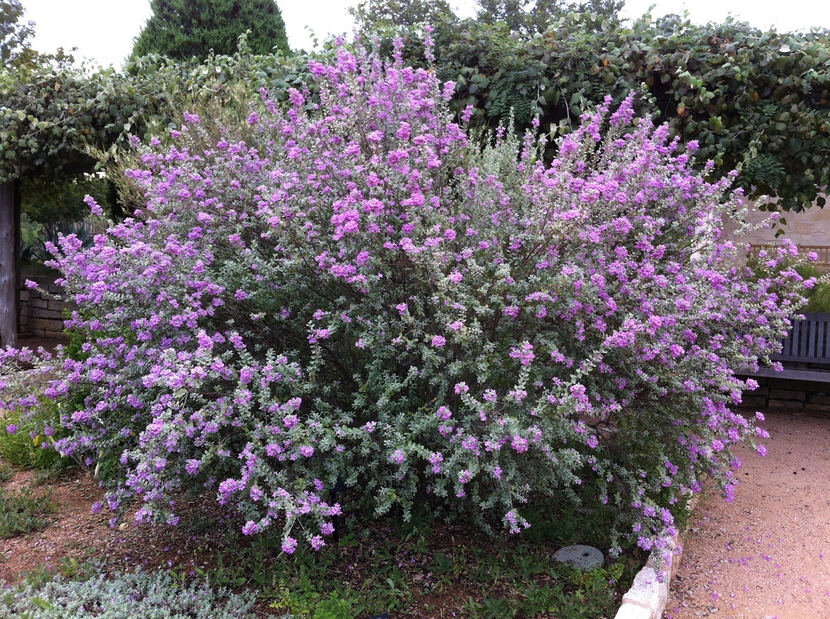 Cenizo (Leucophyllum frutescens): cultivo y cuidados
