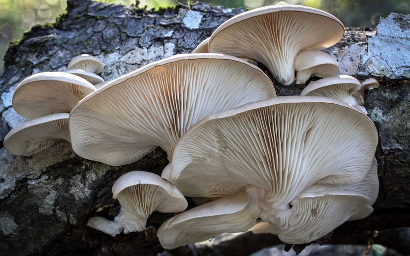 Caracteristicas del Pleurotus ostreatus
