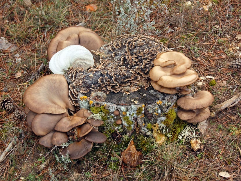 Propiedades del Pleurotus ostreatus