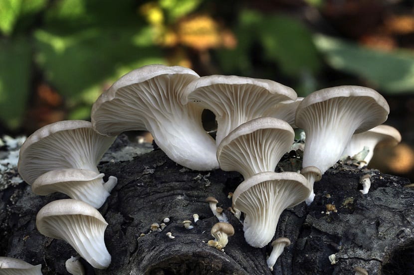 El Pleurotus ostreatus, que también recibe los nombres de pleuroto con la forma de ostra o de champiñón ostra