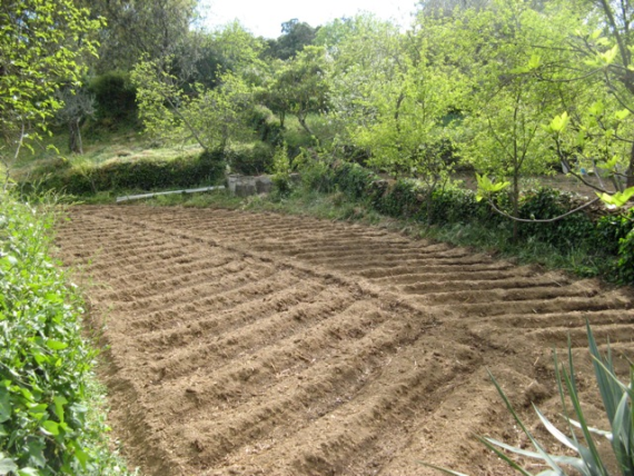 Huerto