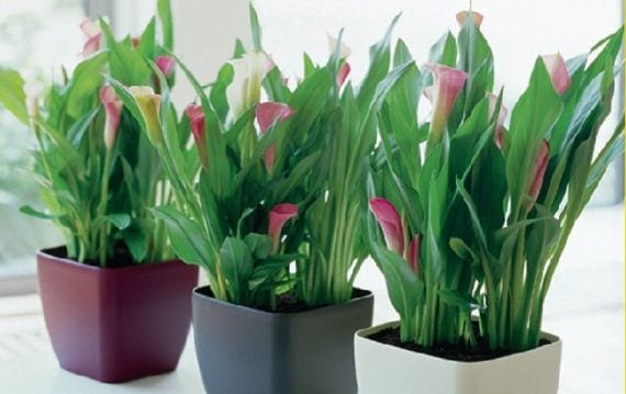 Plantas de interior