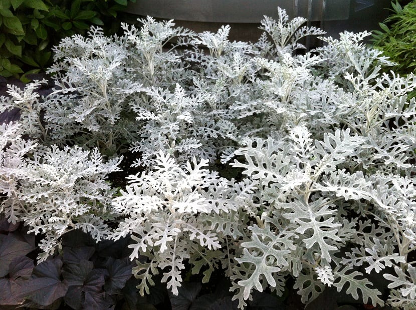 Cineraria maritima: cuidados, poda y esquejes del follaje gris