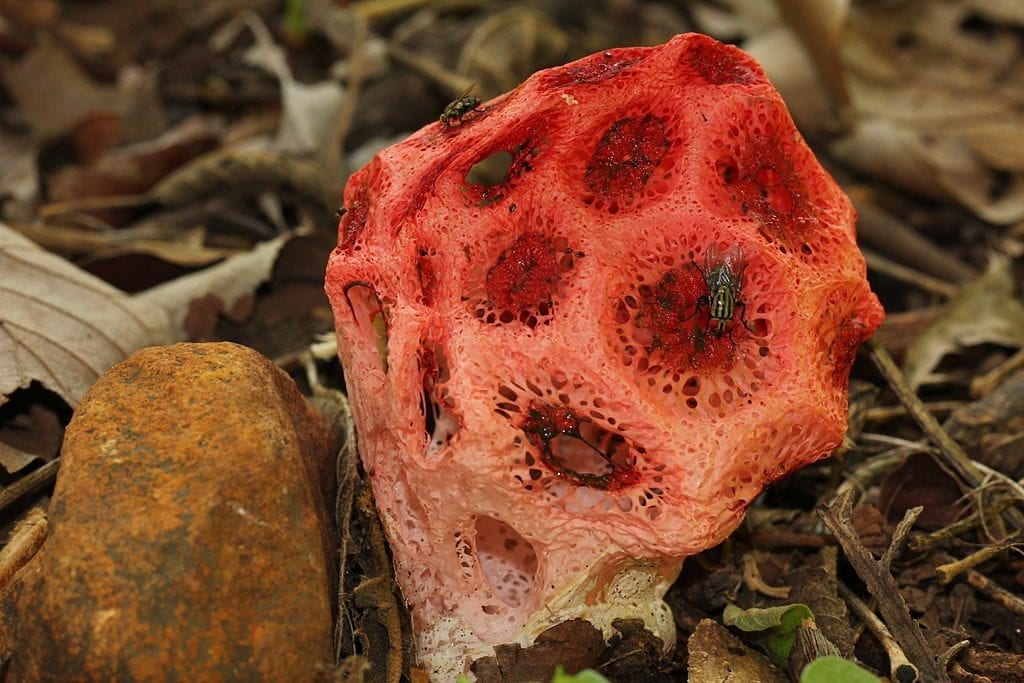Clathrus crispus