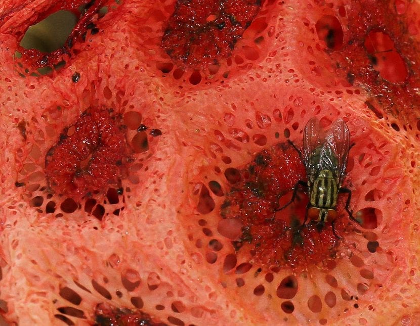 Hongo de Clathrus crispus